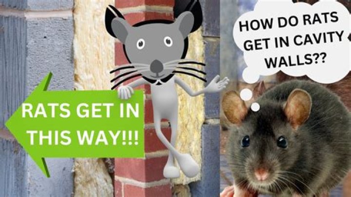 How do rats get into kitchen?