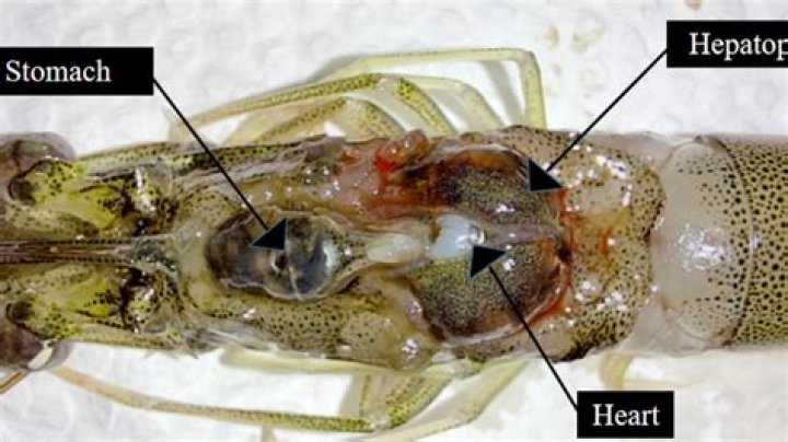 How do shrimps give birth?