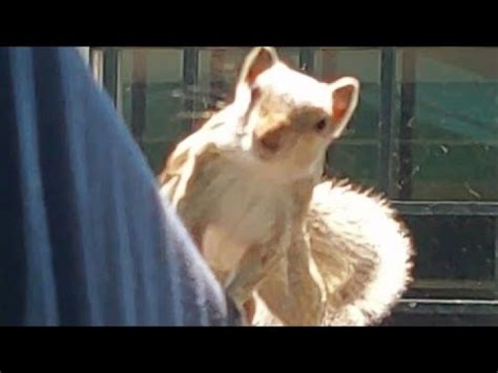 How do squirrels communicate with humans?