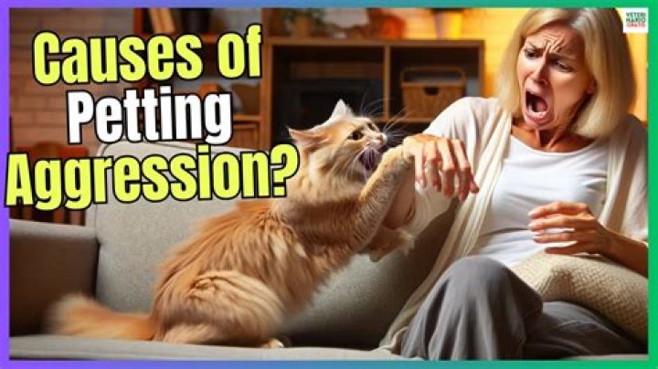 How do you break petting aggression?