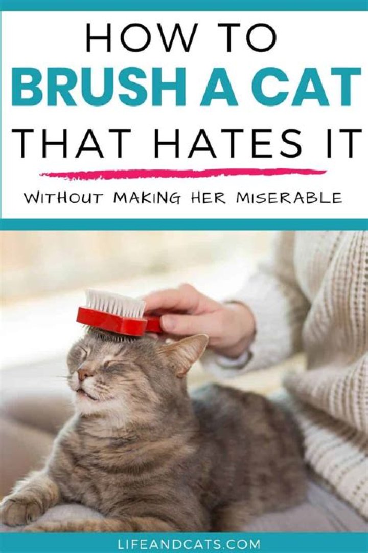 How do you brush a cat that hates it?