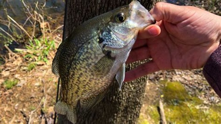 How do you catch a crappie for beginners?