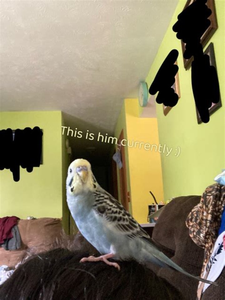 How do you cheer up a depressed budgie?