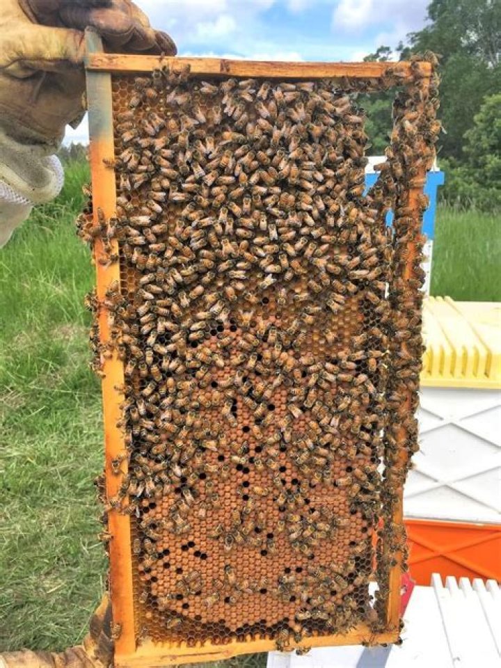 How do you clean bees frames with bleach?