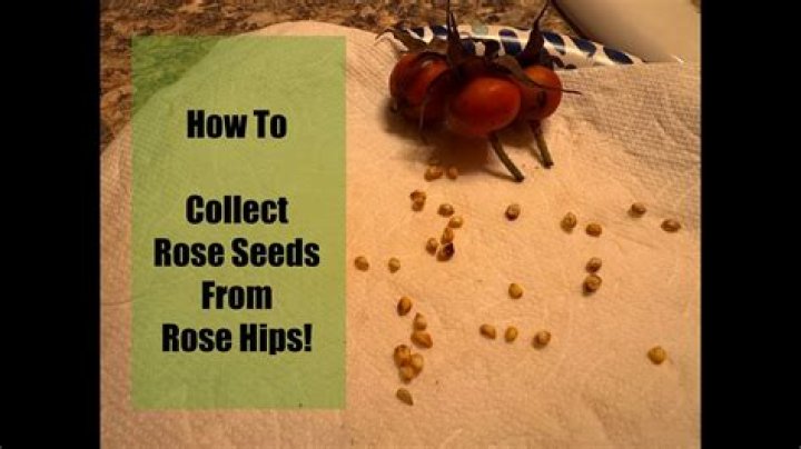 How do you collect rose hips?