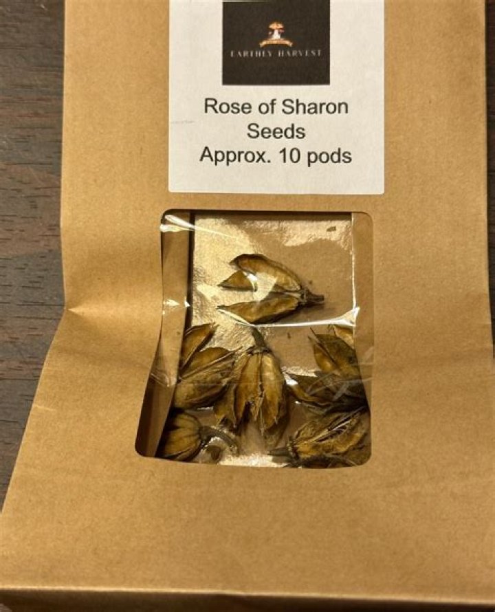 How do you collect Rose of Sharon seeds?