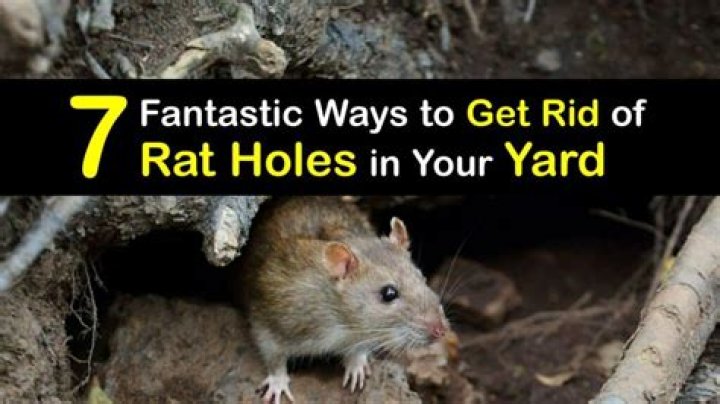 How do you get rid of rat scent trails?