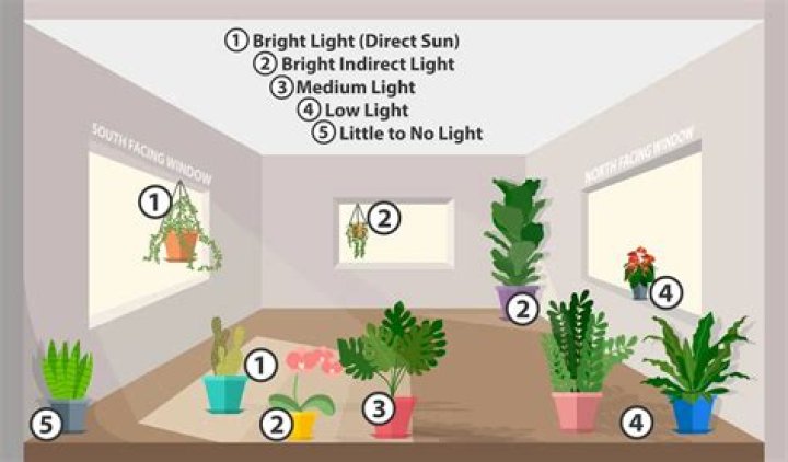 How do you give plants bright indirect light?
