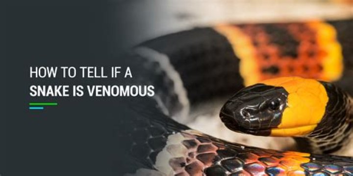 How do you know if a snake is sad?