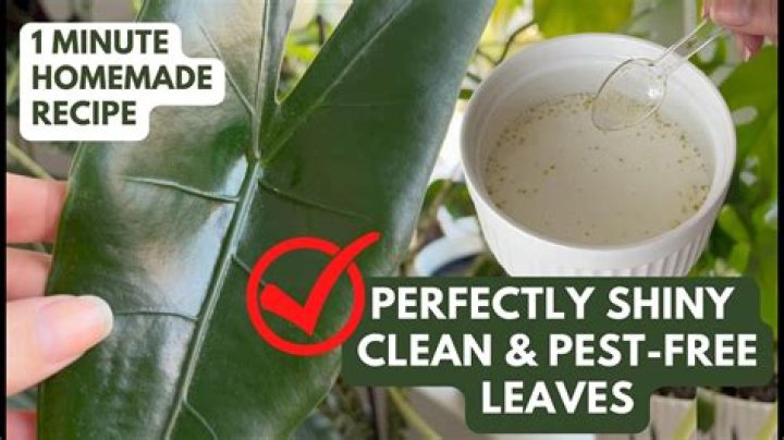 How do you make homemade leaf shine?