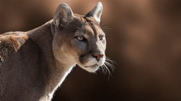How do you stop cougars from camping?