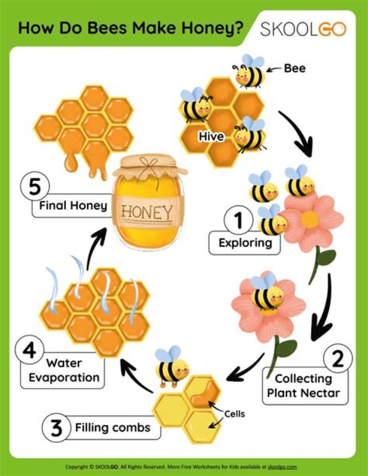 How do you use honey for infection?