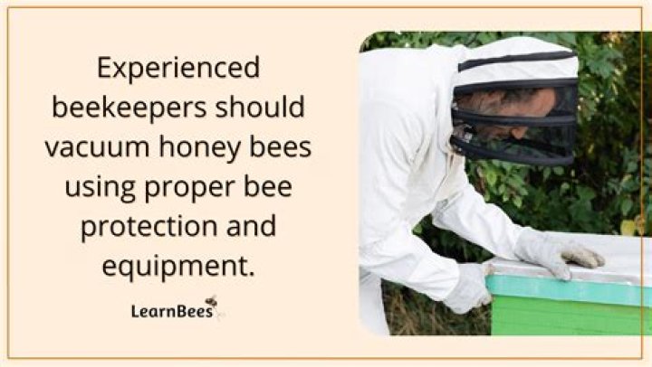 How do you vacuum bees out of a wall?