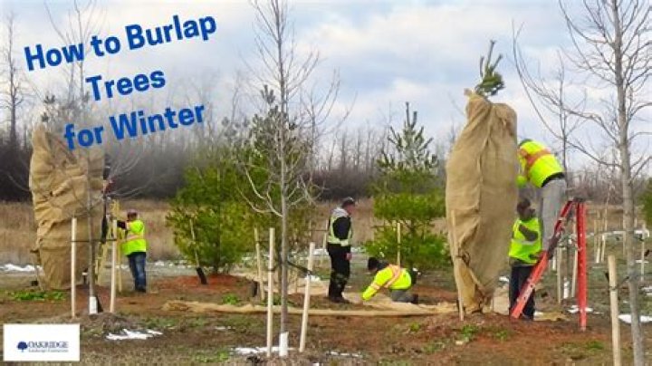How do you winterize burlap?