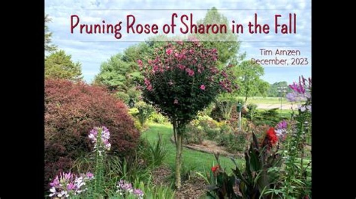 How far from house should rose of Sharon be planted?