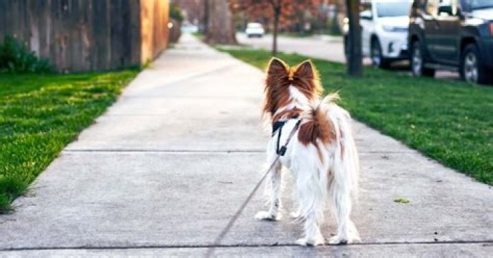 How far is too far to walk a dog?