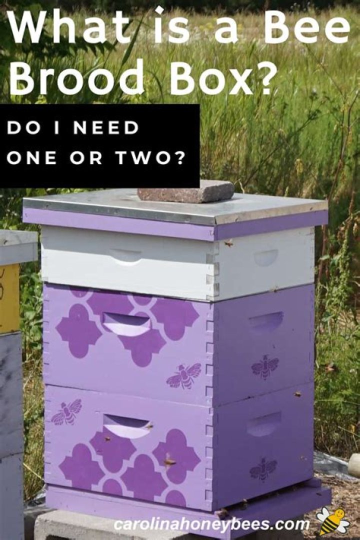 How fast do bees fill a brood box?