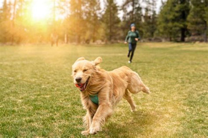 How long before a dog forgets its owner?