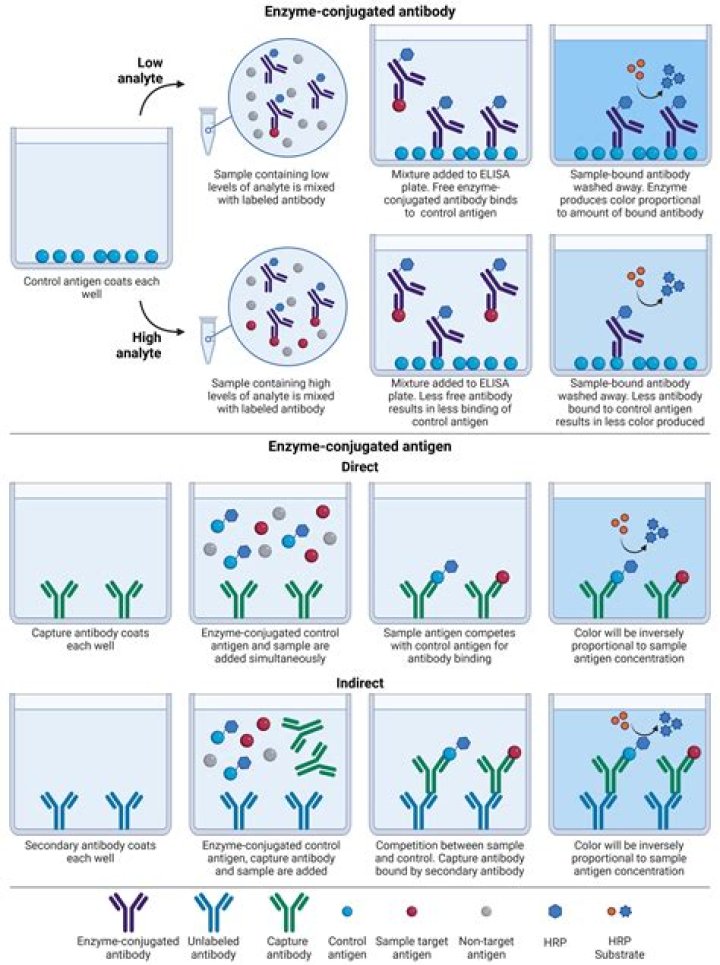 How long can COVID-19 antibodies be detected in blood samples?
