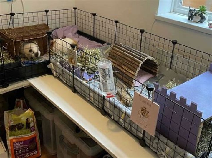 How long can guinea pigs be out of their cage?