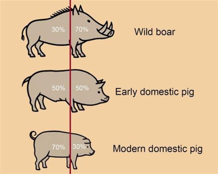 How long can pigs hold their pee?