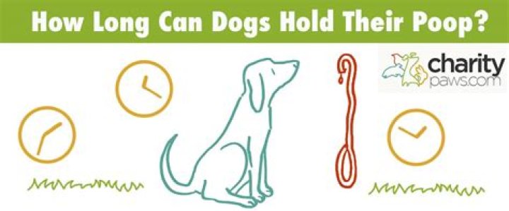 How long can puppies hold their poop?