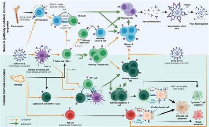 How long do I have immunity after Covid?