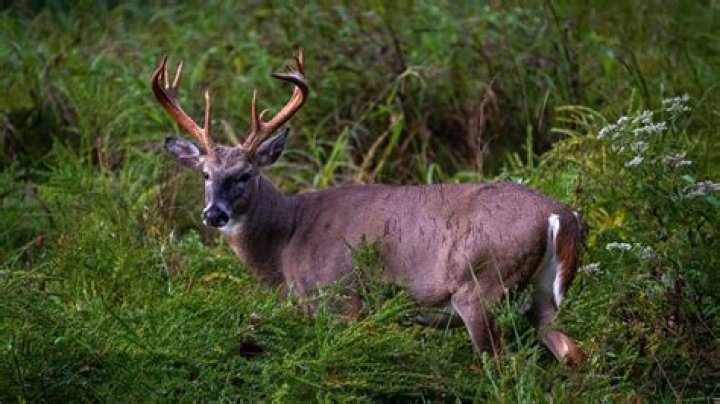 How long do wild bucks live?