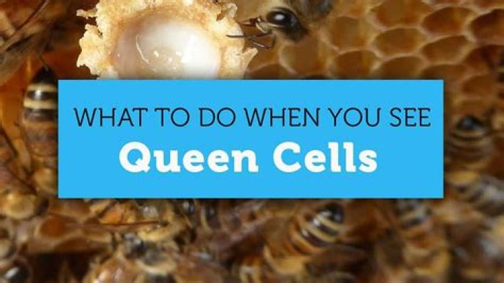 How long does an emergency queen cell take?