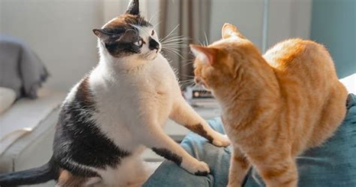 How long does it take cats to get used to each other?