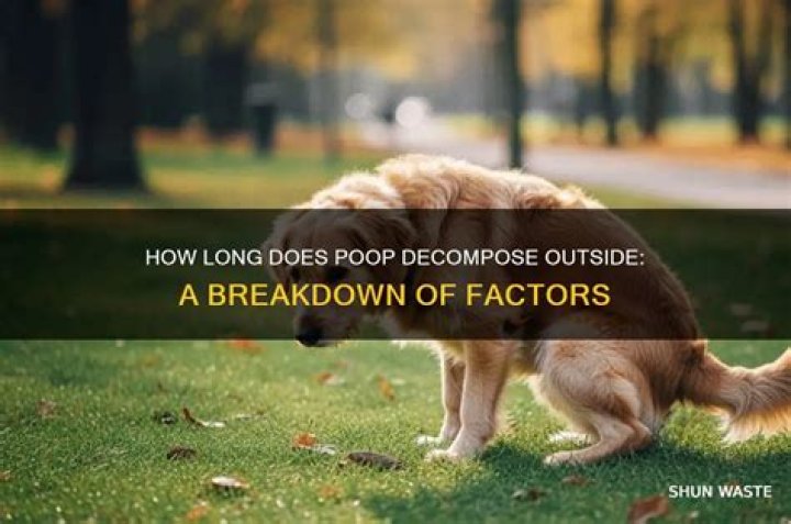How long does poop take to decompose outside?