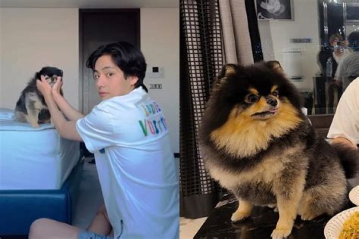 How long has V had Yeontan?