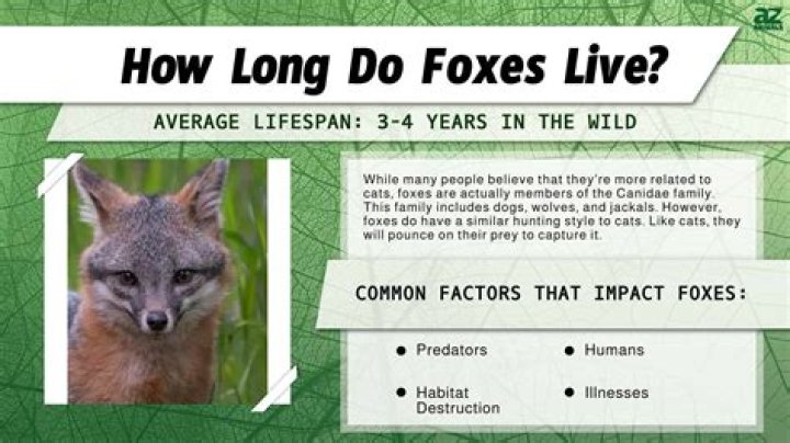How many foxes live in a den?