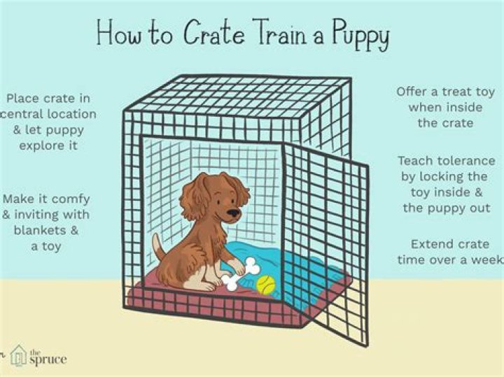How many hours a day can a dog be in a crate?