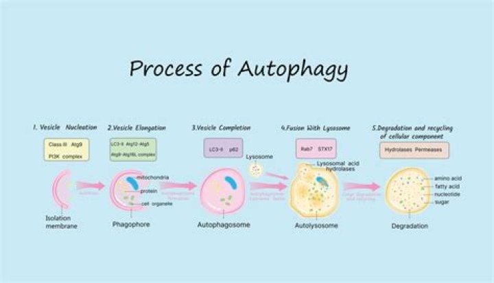 How many hours of fasting before autophagy begins?