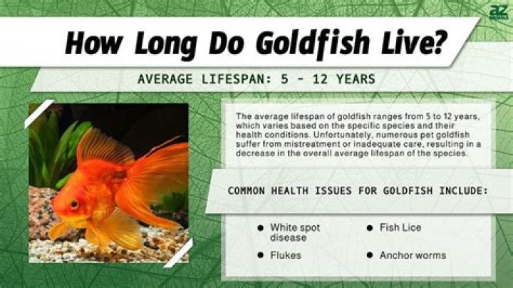 How many hours of light do goldfish need?