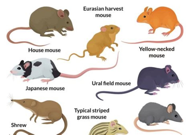 How many mice are usually in a family?