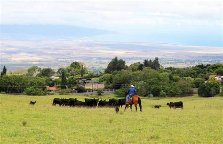 How many ranches are in Hawaii?