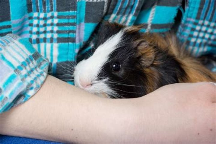 How many times a day should you hold a guinea pig?