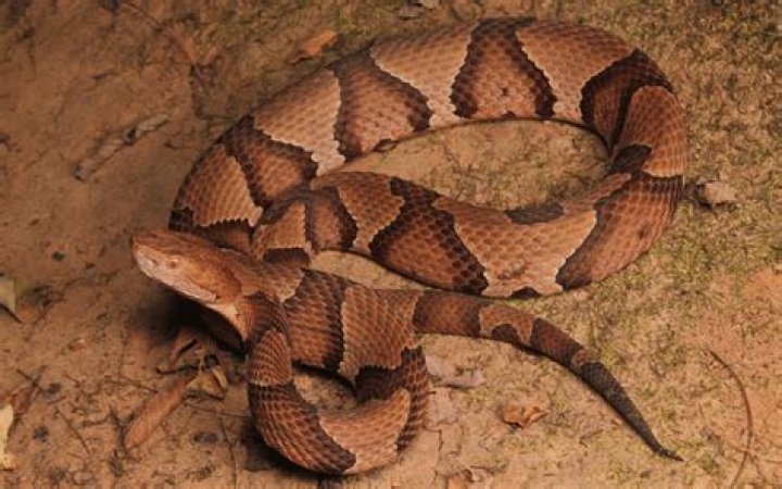 How much is copperhead venom worth?