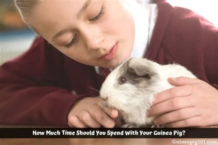 How much time should you spend with your guinea pig?