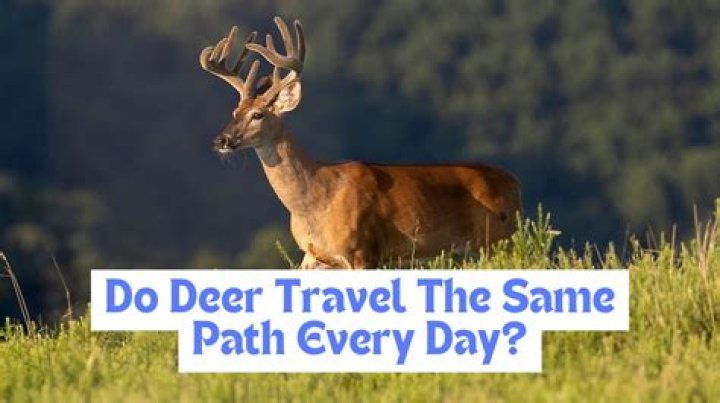 How often do deer travel the same path?
