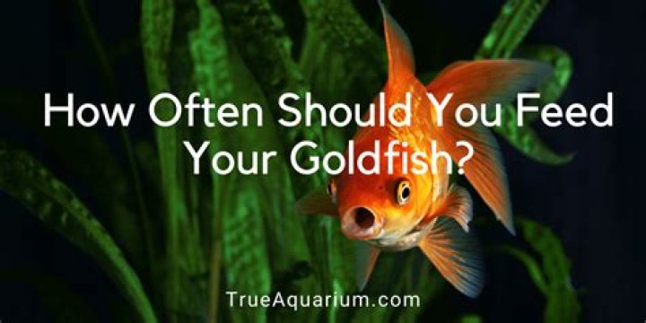 How often do you feed goldfish?