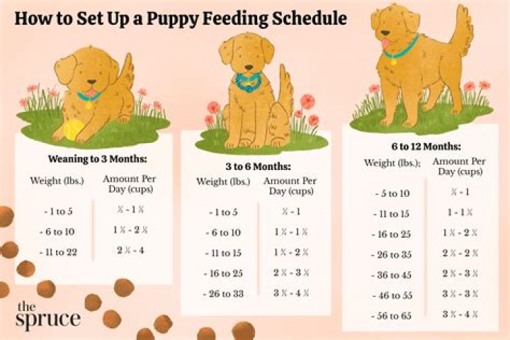How often should a 3 month puppy poop?