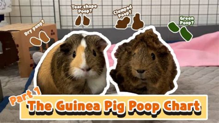 How often should guinea pigs poop?