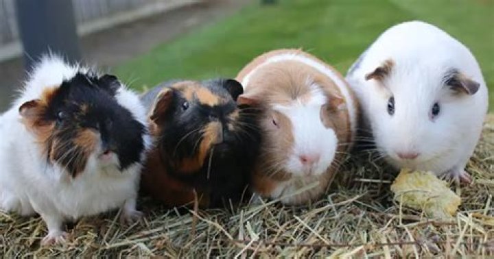 How often should guinea pigs popcorn?