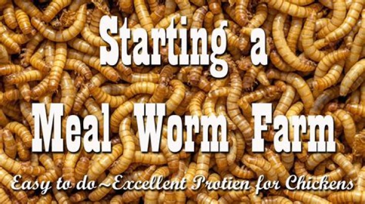 How often should I give my chickens mealworms?