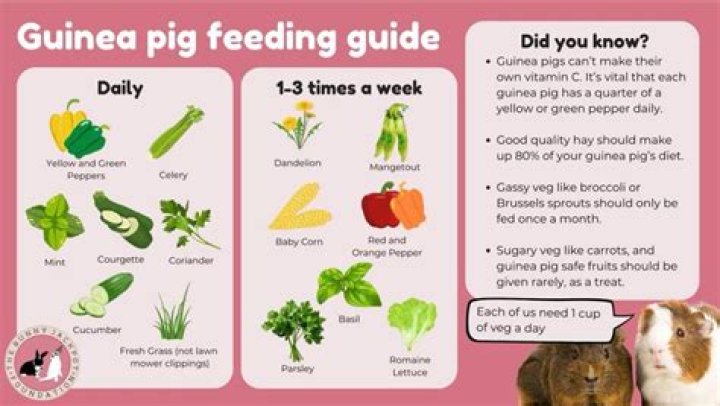 How often should I pick up my guinea pig?