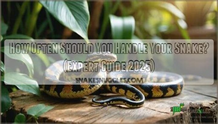 How often should you handle your snake?