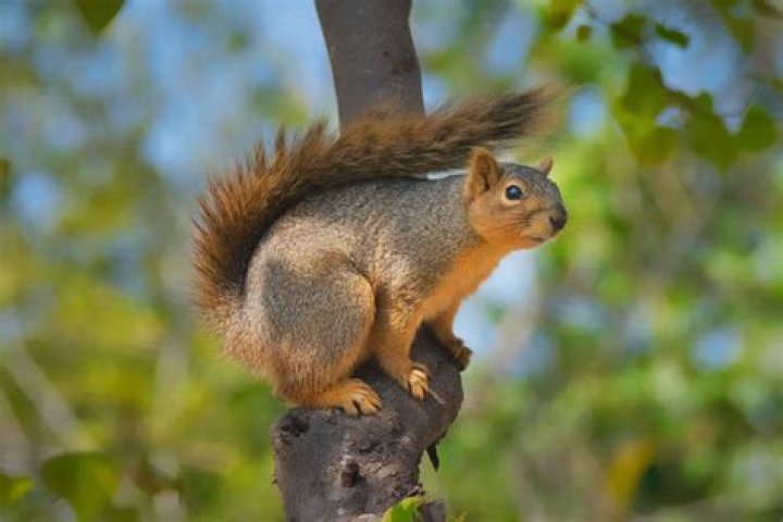 How smart is a squirrel?